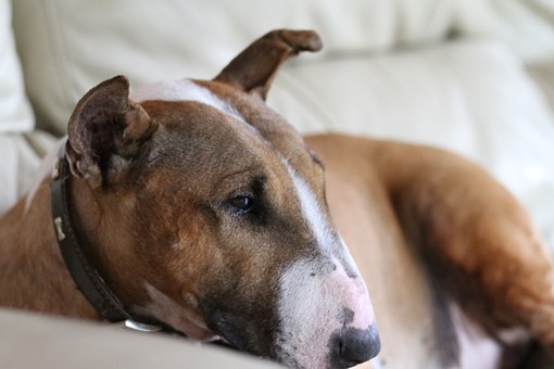 Understanding Allergy Symptoms In Dogs