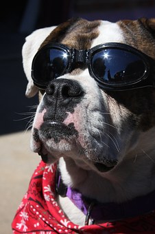 Dog Hot Spot Treatment Is Challenging For Pet Owners