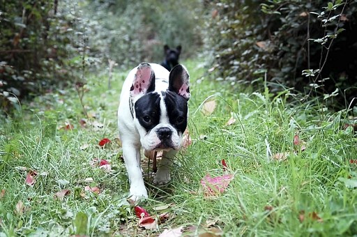 Care For Your Canine Friend: Learn About The Different Aspects Of Being A Good Dog Owner