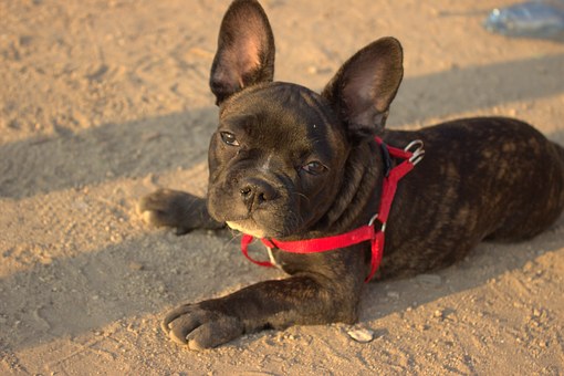 How To Stop Excessive Barking—Dog Misbehavior