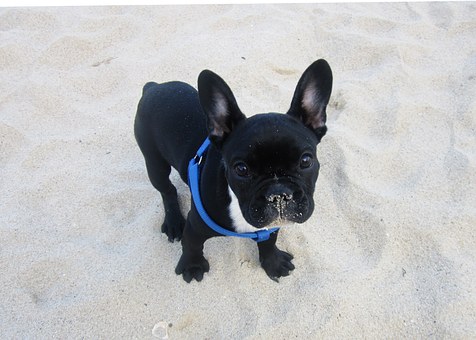 Dog Obedience Training: Whi Is It Important?
