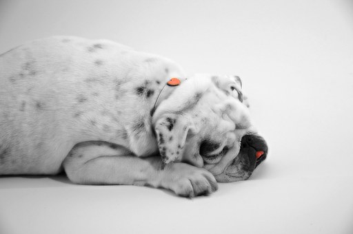 Identifying Dog Skin Allergies