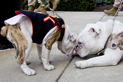 Treat Noise Phobia In Your Dog