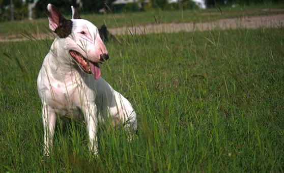 Dog Training