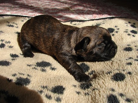 Top 7 Rare Dogs Breeds