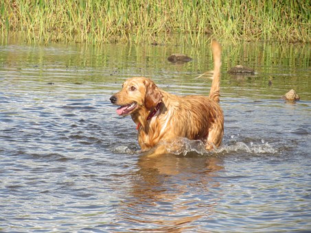 Boykin Spaniel Dog
