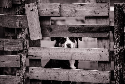 Animal Care - Why Are Braided Dog Leashes Keep Dogs Super Safe?