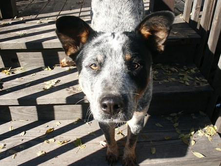 Dog Care: An Inside Perspective