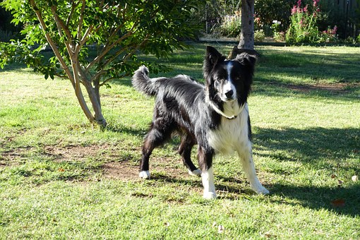 Why To Crate Train Your Dog