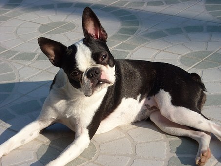 Dog Bite Lawyer - How To Proceed After An Attack