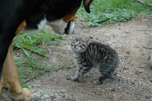 Feeding Time Should Be Training Time For Your Dog
