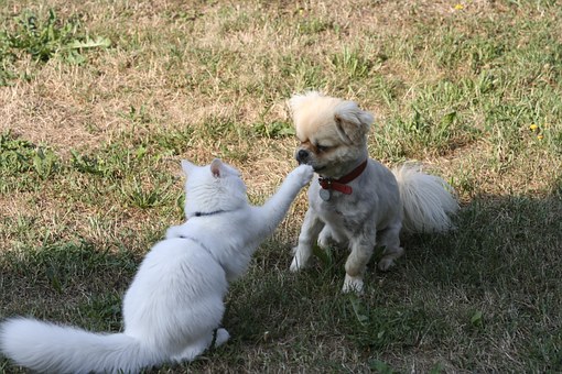 How to Care for Your Old Dog