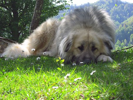 Pet Insurance Policy Information - Puppy Insurance Coverage Is Very Important In Your Dogs And Cats
