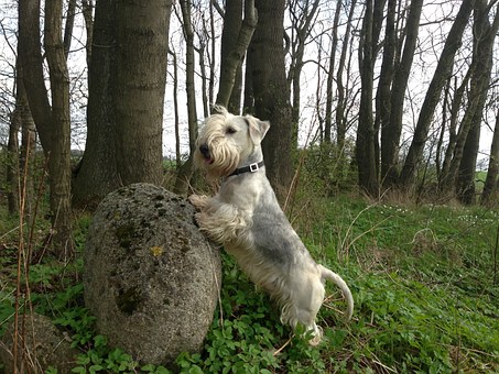 Dog Training For Beginners