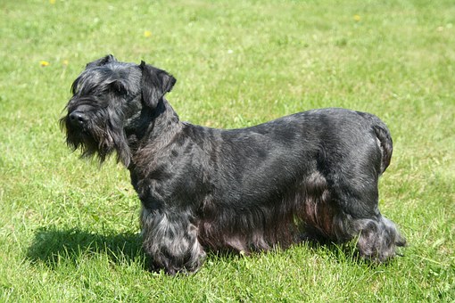 10 Things That May Put You Off Getting a Dog