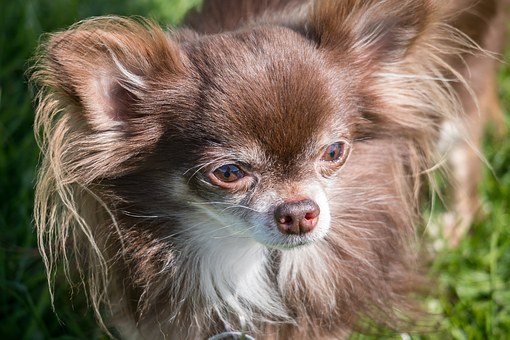 Finding A Vet To Administer Dog Shots Chandler Az
