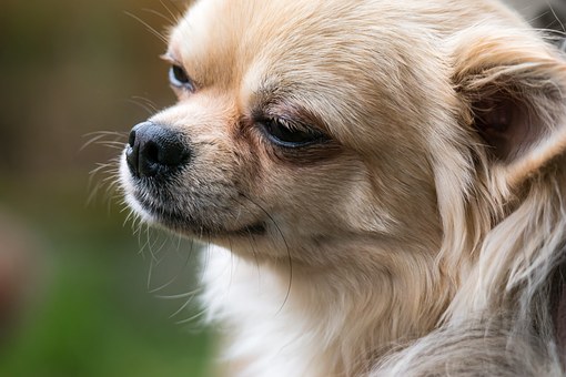 How You Can Choose A Dog Collar - Go Through Before You Brilliant