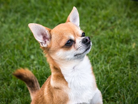 Useful Tips To Take Note Of For Removing Dog Ticks