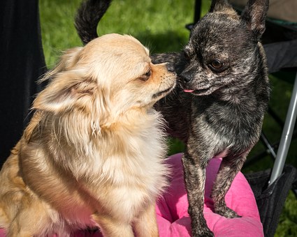 Gone To The Dogs: Angel Tree Benefits Lost Paws Rescue Of Texas