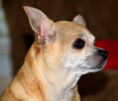 Bathing Experience To Make Your Dog A Happy Dog