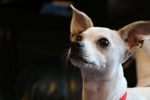 Dog Training Collars