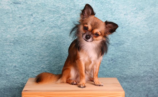 All About Wood Dog Crates