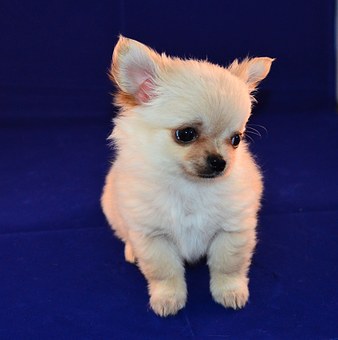 Keep Your Dog Cool With A Dog House Air Conditioner
