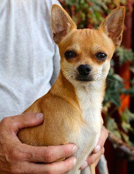 Buying Dog Treats For Your Canine Pals?