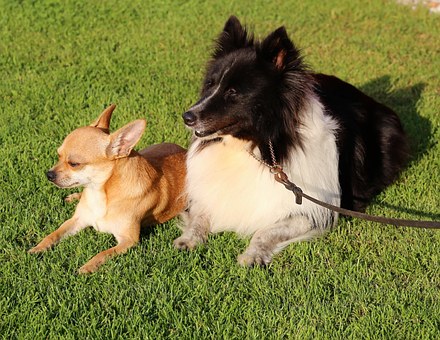 Fundamental Dog Training Tips From San Antonio Expert