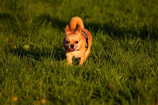 3 Reasons Why You Should Take Care Of Fleas On Dogs