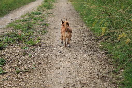 Find The Best Feeding Bowl For Your Dog
