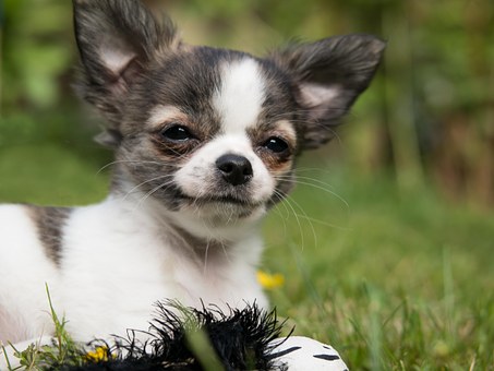 Is Dap Good For Your Dog?