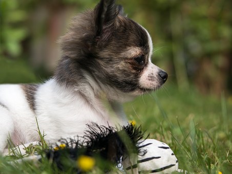 Make Your Dog Friendly With Dog Training Collar