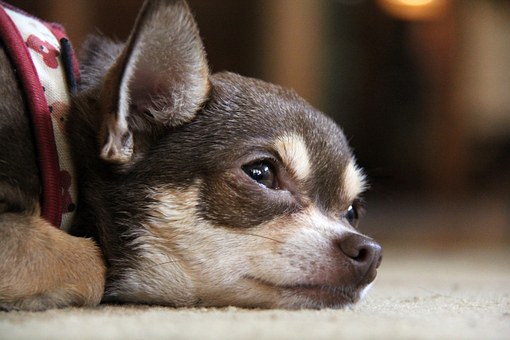 Want Dog Grooming Products? Search For Best Shop Online To Get It.