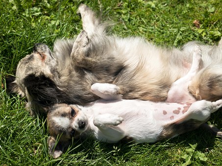 Hire A Dog Bite Lawyer For Help