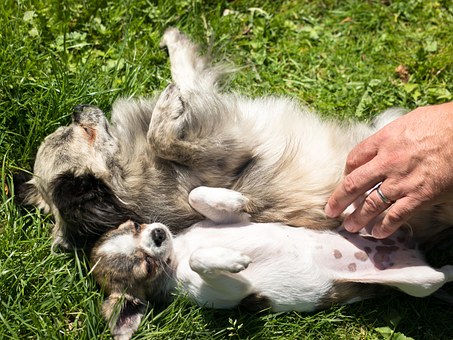 Things To Know About Dog Insurance