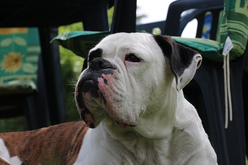 Dog Hip Dysplasia
