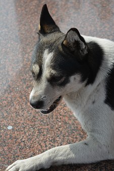 Help With Training Your Dog