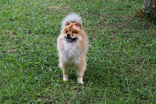 Find The Right Tips For Dog Obedience Training