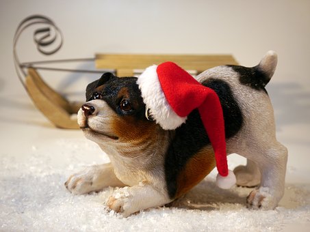 Best Dog Products To Engage & Protect Your Companion