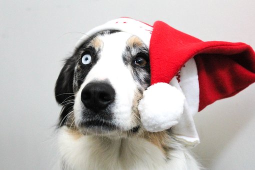 Different Types Of Dog Collars For Your Pet