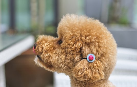 What Happens To Your Dogs Body When You Make Them Wait