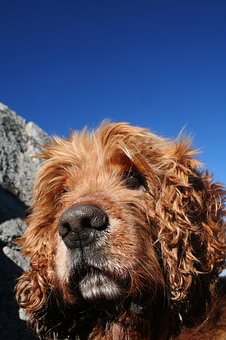 A Little About Dog Allergies Treatment