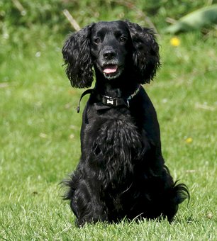 Dog Beds Are Ideal For Your Pet Dog