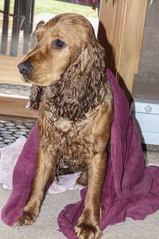 Canine Seizures Can Potentially Kill Your Dog