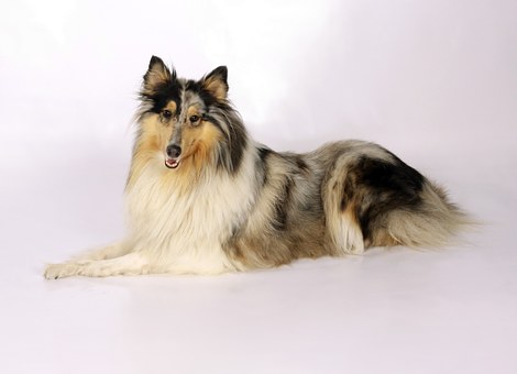 Ways To Combat Dog Fleas Naturally