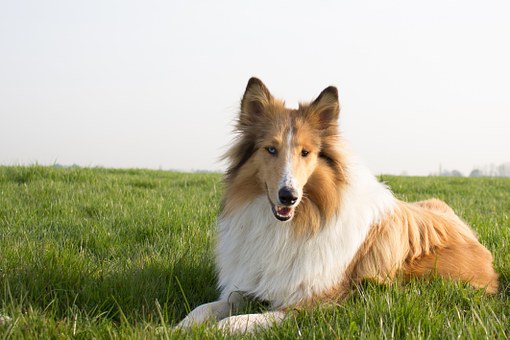 Dogpedic Bed Reviews