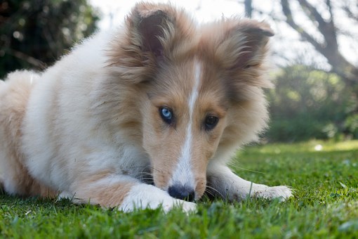 Donate Whatever You Wish For Dogs