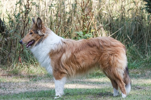 Grooming Advice For Your Dog
