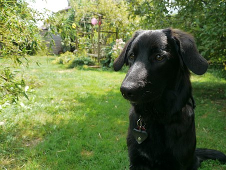 Types Of Seizures In Dogs